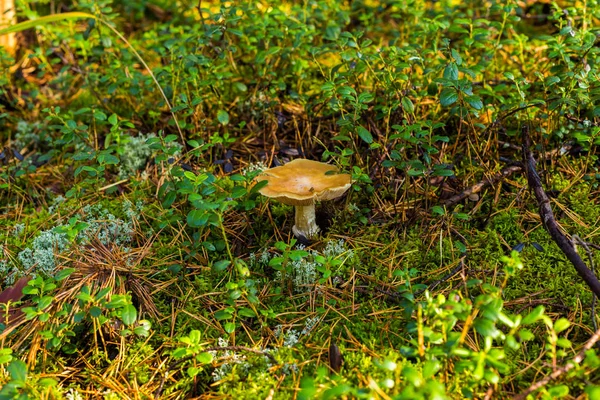 Fliegenpilz, Nahaufnahme eines giftigen Pilzes im Wald mit Kopierraum — Stockfoto