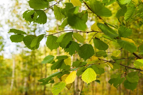 Berk grove in de herfst. Berk takken met kleurrijke bladeren, natuurlijke herfst achtergrond. Selectieve aandacht — Stockfoto