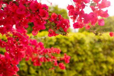 Kırmızı bougainvillea çiçeklerinin parlak bir dalı yemyeşil yeşillik arka planında, doğa dokusu arka planında, çiçeklenme zamanı, metin için yer.