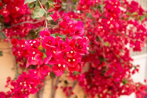 Ramo Brilhante Flores Buganvília Vermelhas Fundo Folhagem Verde Exuberante Fundo — Fotografia de Stock
