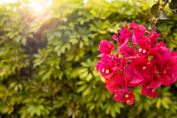 Ramo Brilhante Flores Buganvília Vermelhas Fundo Folhagem Verde Exuberante Fundo — Fotografia de Stock