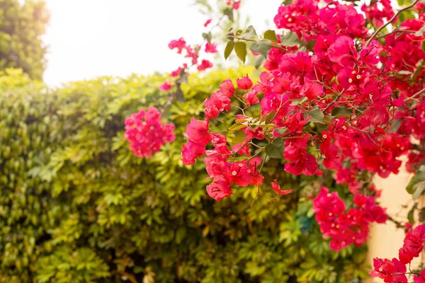 Ramo Brilhante Flores Buganvília Vermelhas Fundo Folhagem Verde Exuberante Fundo — Fotografia de Stock