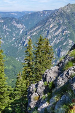 Karadağ 'ın Durmitor ulusal parkındaki vahşi yüksek dağlar ladin ormanına dönüştü.