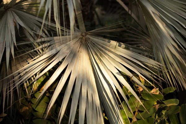 Крупный план тропических пальмовых ветвей Ботанический, естественный фон — стоковое фото