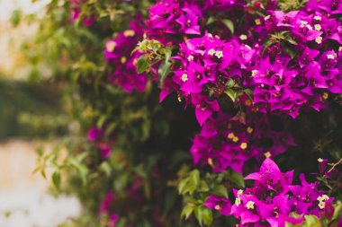 Mor bougainvillea çiçeklerinin yakın görüntüsü, tonlu fotoğraf, metin için yer.