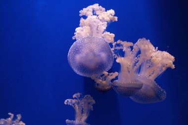 Mavi okyanus suyunda pembe turuncu denizanası, soyut arkaplan.