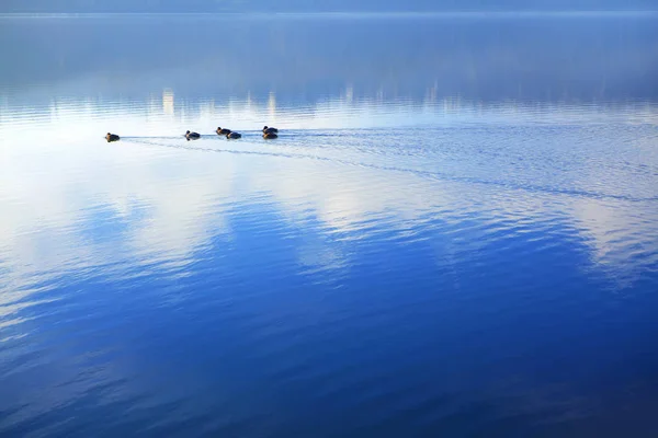 青い湖に泳いでいるカモの群れ — ストック写真