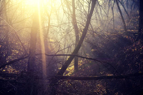 Ομίχλη Και Φως Του Ήλιου Στο Δάσος — Φωτογραφία Αρχείου
