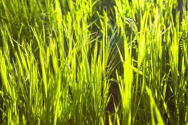 Güneş Işığında Büyüyen Yeşil Çim — Stok fotoğraf