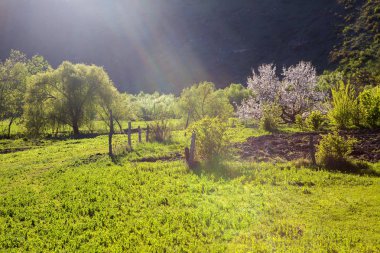 ağaçlarda çiçekler, bahar cennet gibi yatay