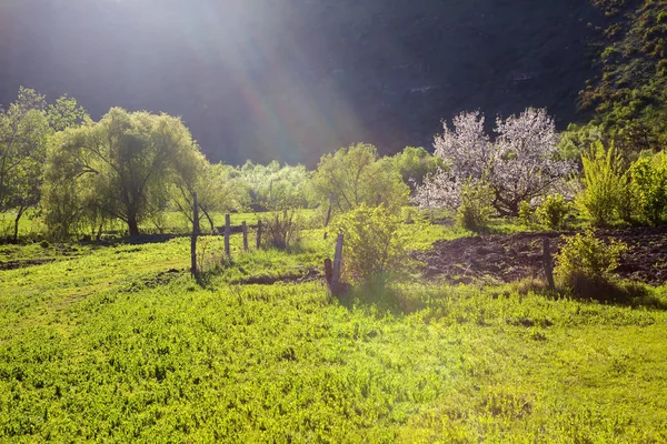 Primavera Paisagem Idílica Com Árvores Flores — Fotografia de Stock