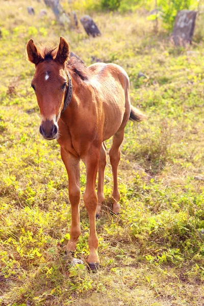 Puledro Giovane Sul Prato Nella Giornata Sole — Foto Stock