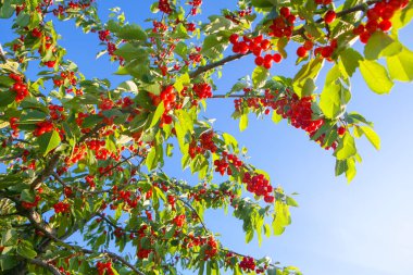 Bahçedeki taze kiraz