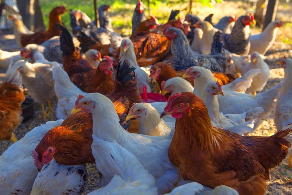 Kippen Pluimveeboerderij Organische Verhoogd Kippen — Stockfoto