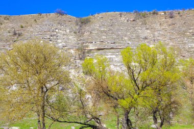 kayalık tepe ve yeşil ağaçları ile doğal arka plan