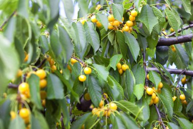 Sarı Olgun Kiraz bir ağaç üzerinde şube