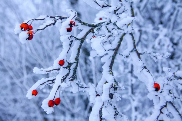 Зимняя Природа Замороженными Красными Ягодами Ветвях — стоковое фото