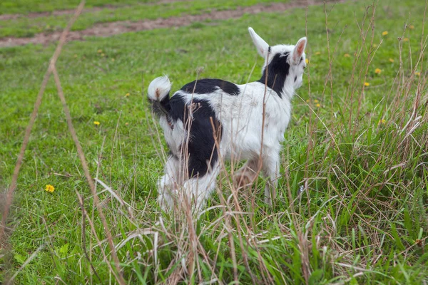 Cute Lamb Standing Green Meadow — Stock Photo, Image