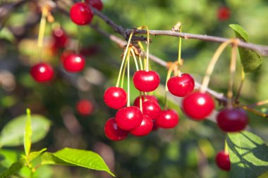 olgun kiraz dalda asılı
