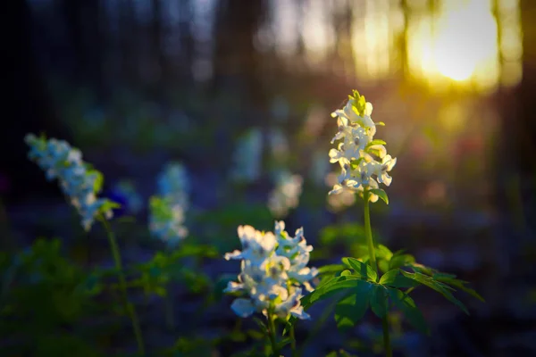 wild flowers in forest growing in the sunlight