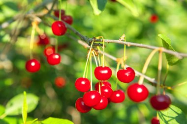 etli taze kırmızı kiraz dalda asılı