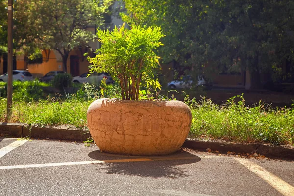 Bir Saksı Sokak Dekoratif Çalı — Stok fotoğraf