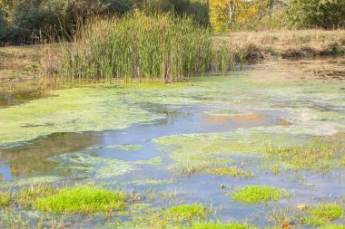 Bataklığı'nın doğal görünüm su yüzey ve yeşil sazlık