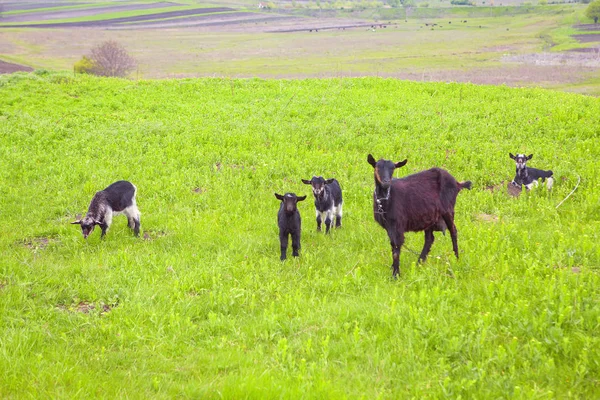 Goat Family Green Meadow — Stock Photo, Image