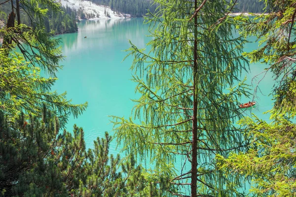 モミの木や湖の風景 — ストック写真