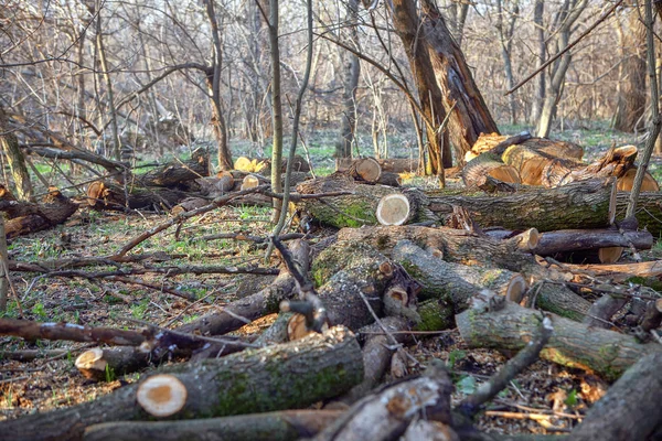 ormandaki dalları kesmek 
