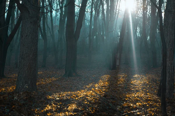 Paprsky Světla Lese — Stock fotografie