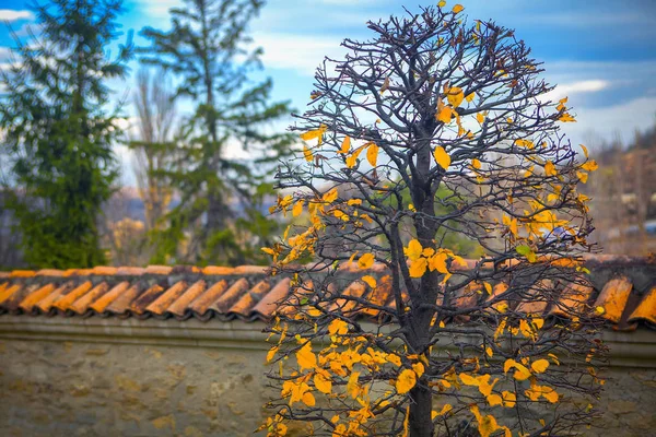 çit ve sarı yapraklar sonbaharda sezon arka plan