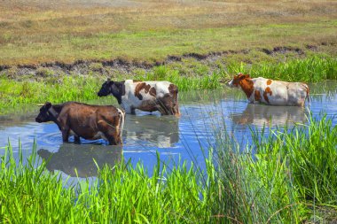 Yaz aylarında inekler