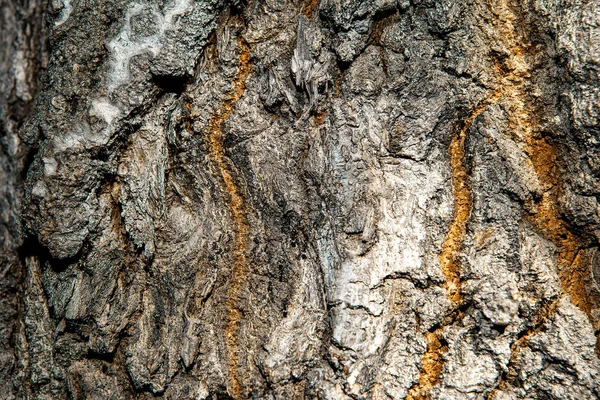 Gammal Bark — Stockfoto