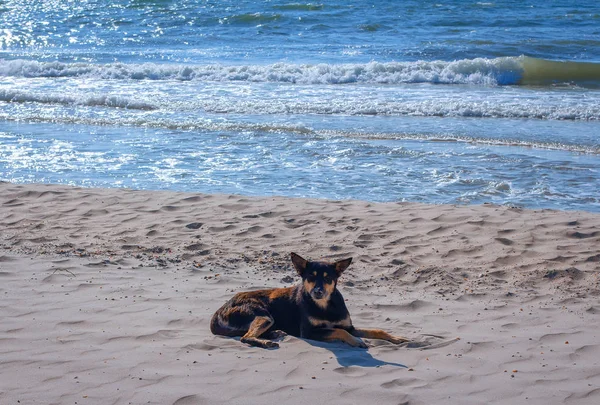 Dog Beach — Stock Photo, Image