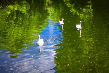 Üç beyaz kuğular gölde Yüzme