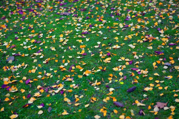 Herbstliche Abdeckung Mit Grünem Gras Und Gelben Blättern — Stockfoto