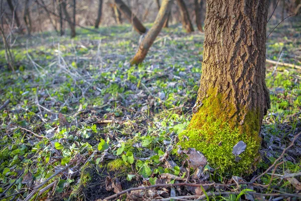 Vroege Voorjaar Natuur Het Bos — Stockfoto