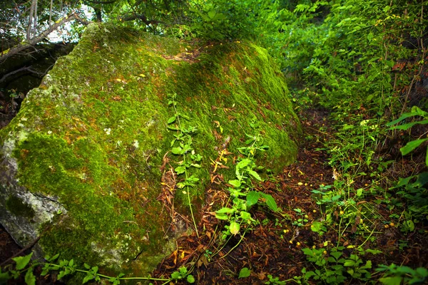 Gran Roca Cubierta Musgo —  Fotos de Stock