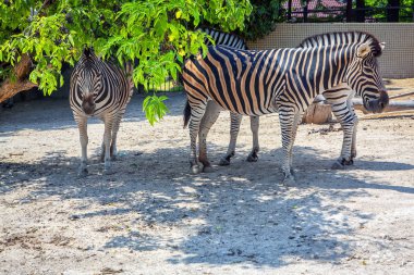 Zebralar gölgesinde ayakta