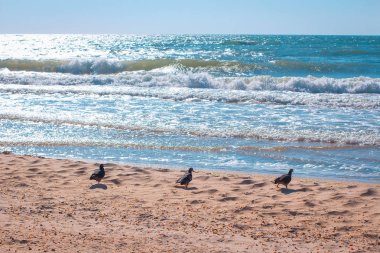 Kumsalda güvercinler