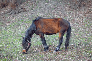 bacak zincirleri ile at