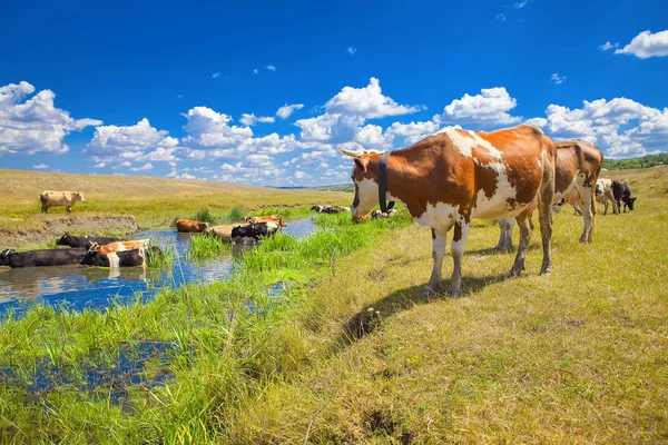 Paisaje Verano Con Vacas —  Fotos de Stock