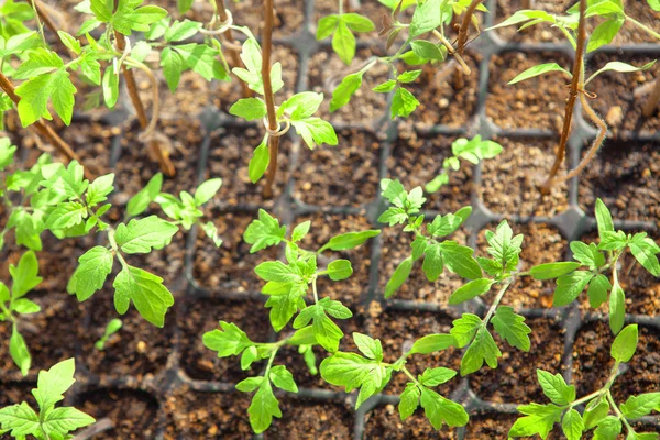 Mudas Tomate Vaso Crescendo Com Folhas Verdes — Fotografia de Stock