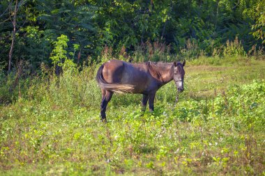 yerli ATI ayakta otlakta