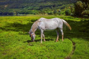güzel beyaz at taze ot otlatma 