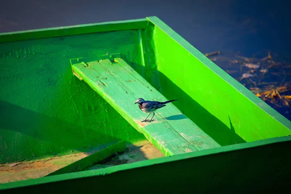 Pajarito Barco Madera Verde —  Fotos de Stock