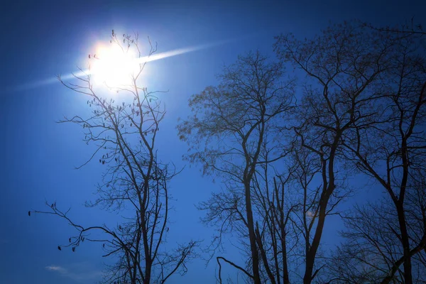 Ήλιο Λάμπει Πάνω Από Δέντρα — Φωτογραφία Αρχείου