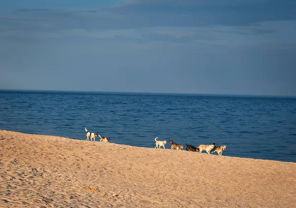 Sahilde sokak köpekleri