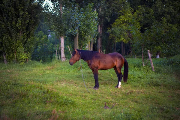 Cena Rústica Com Cavalo Marrom Prado — Fotografia de Stock